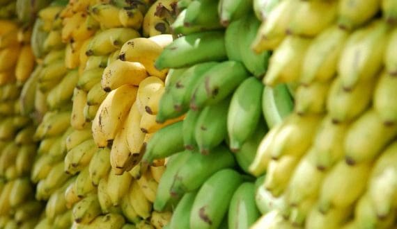 Thumbnail for Peru remains world’s top grape exporter with 706,379 tons, eyes Africa