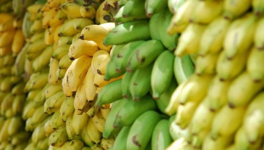Thumbnail for Africa expands banana processing to cut post-harvest losses, boost export earnings by 42%