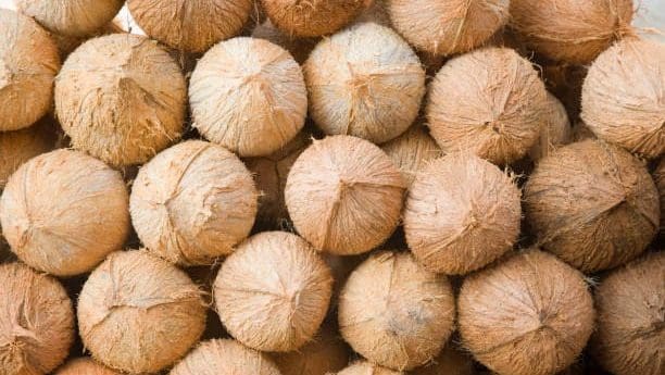 Thumbnail for Ivorian coconut exports face 25% cost surge as ageing plantations, low rainfall shrink supply