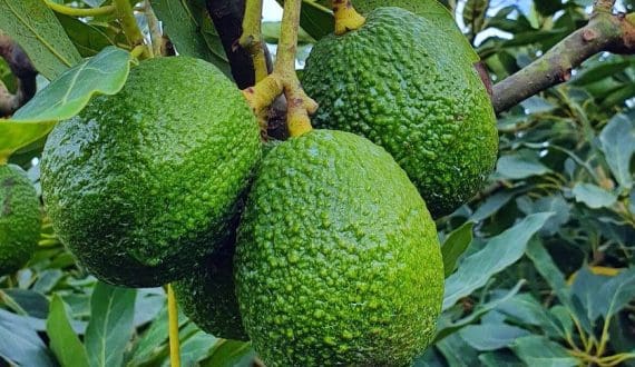 Thumbnail for Africa achieves first gene-edited grapevine using CRISPR for disease resistance, drought tolerance