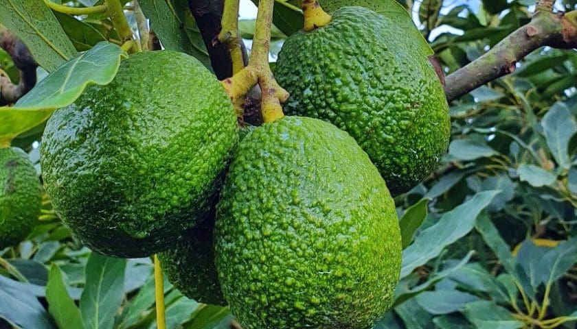 Thumbnail for Rwandan avocado sector pivots to China as EU, UK markets face supply glut