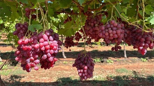 Thumbnail for Philippines, Korea challenge Japan for Australian grape imports
