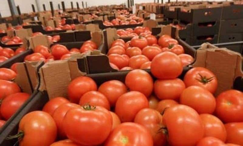 Thumbnail for Morocco halts tomato exports to Europe, Africa as domestic prices hit US$1.50 per kg