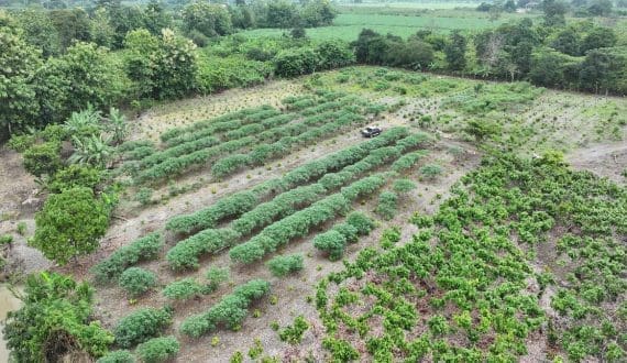 Mars, ofi launch five-year cocoa sustainability partnership in Ecuador to scale regenerative agriculture 