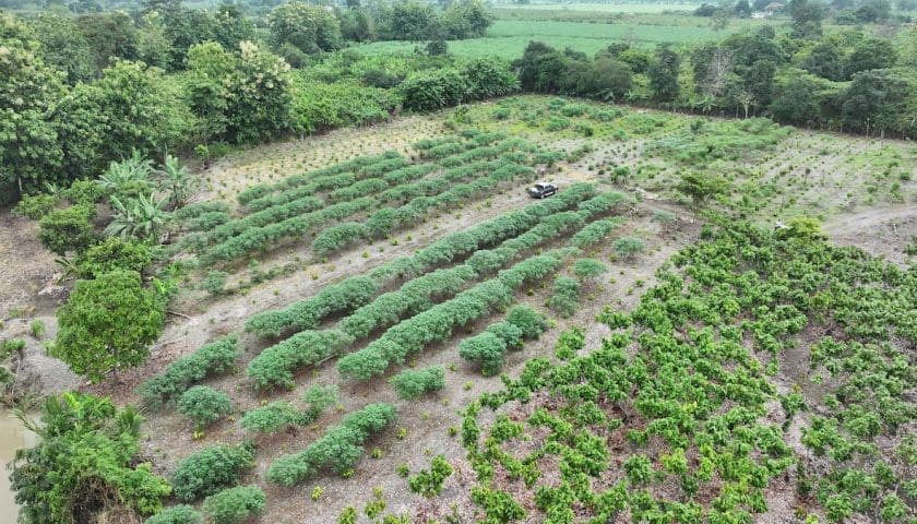 Thumbnail for Mars, ofi launch five-year cocoa sustainability partnership in Ecuador to scale regenerative agriculture 