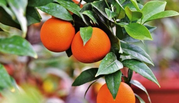 Thumbnail for AD Ports Group, Africa Ports Development sign US$80M Douala deal