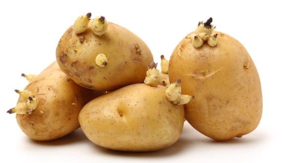 Thumbnail for Taiwan updates US potato import rules, allows sorting of sprouted produce