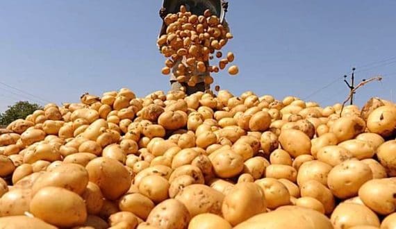 Thumbnail for Pakistan secures Russian market access for Punjab potatoes, targeting a 12-million-ton surplus