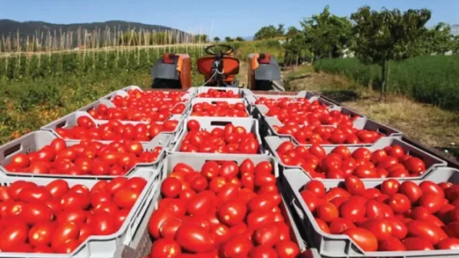 Thumbnail for Ghana,FarmMate target 400,000 tonnes of tomato output under PPP to cut deficit