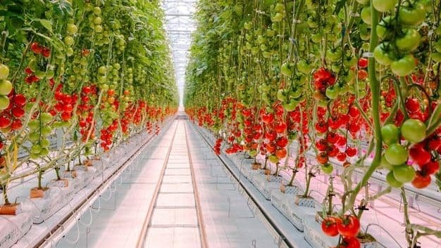 Thumbnail for Agronest invests US$29M in high-tech greenhouse for tomato production with government duty exemption