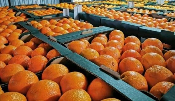 Thumbnail for Russia rejects 67 tonnes of Moroccan citrus over label mismatches, humpbacked fly infestation