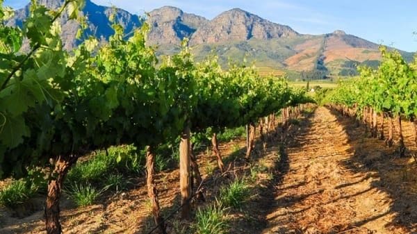 Thumbnail for Africa achieves first gene-edited grapevine using CRISPR for disease resistance, drought tolerance