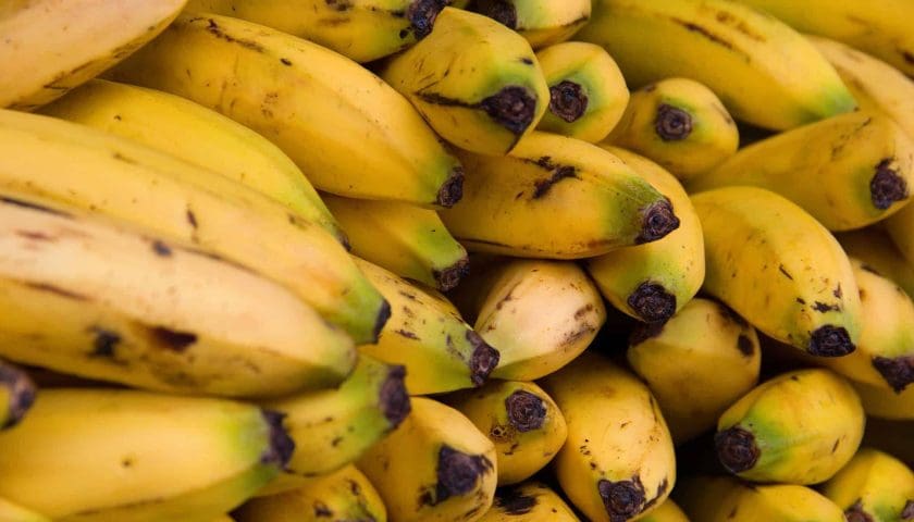 Thumbnail for TR4 threatens global banana production as soil-borne pathogen persists for decades