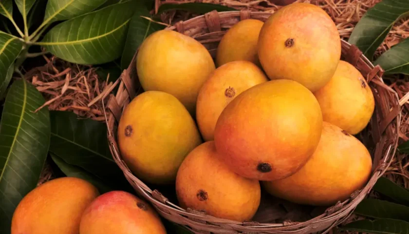 Thumbnail for Lower Alphonso mango supply pushes UK prices higher as logistics costs rise