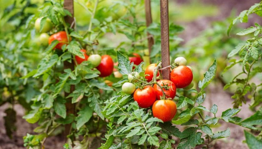 Thumbnail for Georgia drought pushes tomato prices to US$70 per case, vendors see zero profit  