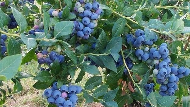Thumbnail for Protected cultivation drives India’s blueberry commercial growth