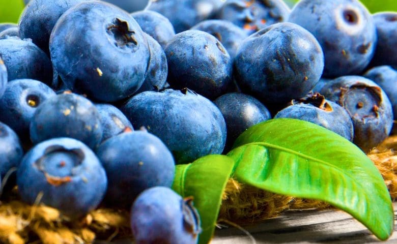 Thumbnail for El Niño threat raises concerns for Chilean, Peruvian blueberry exports, quality risks loom