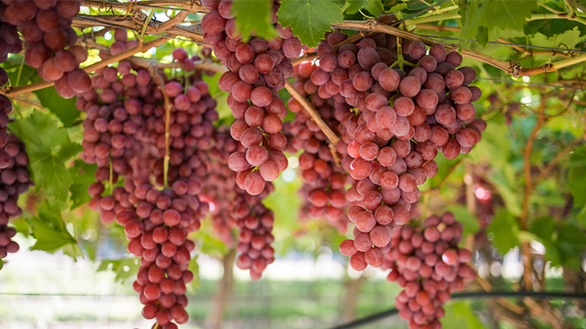 Thumbnail for Western Cape storms disrupt South African table grape operations, threaten future yields