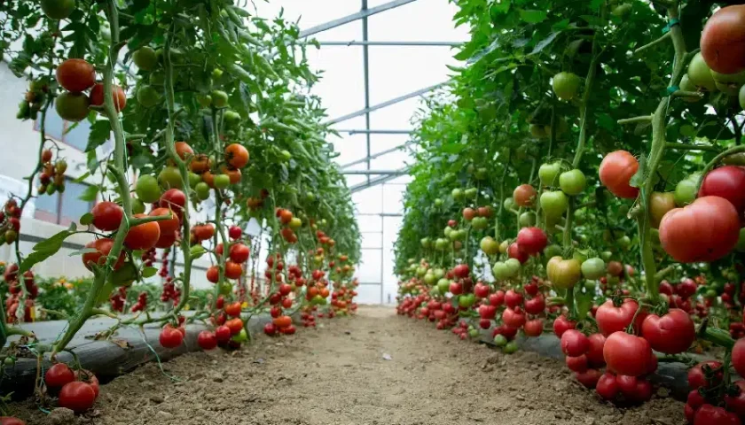 Thumbnail for Senegal targets tomato self-sufficiency with 30-hectare greenhouse project, cuts import reliance 