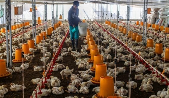 Thumbnail for Tyson Foods raises profit forecast as beef business faces deeper losses