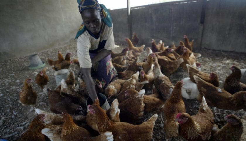 Thumbnail for WPF, KZN Poultry Institute expand poultry training for farmers, processors
