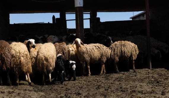 Thumbnail for Uruguay sheep meat exports hit 10-year low as prices climb