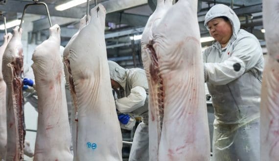 Thumbnail for China-US pork variety meat exports fall 12% as tariffs and weak demand pressure trade