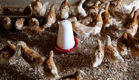 Thumbnail for Uganda’s Dem Poultry Farm expands into regional agribusiness on back of financing and diversification