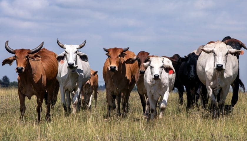 Thumbnail for Burkina Faso halts livestock exports as government prioritizes domestic meat supply