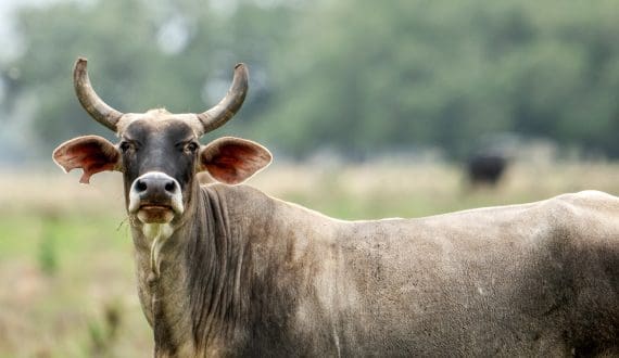 Thumbnail for Trump plans executive orders to expand beef imports as US cattle herd hits 75-year low