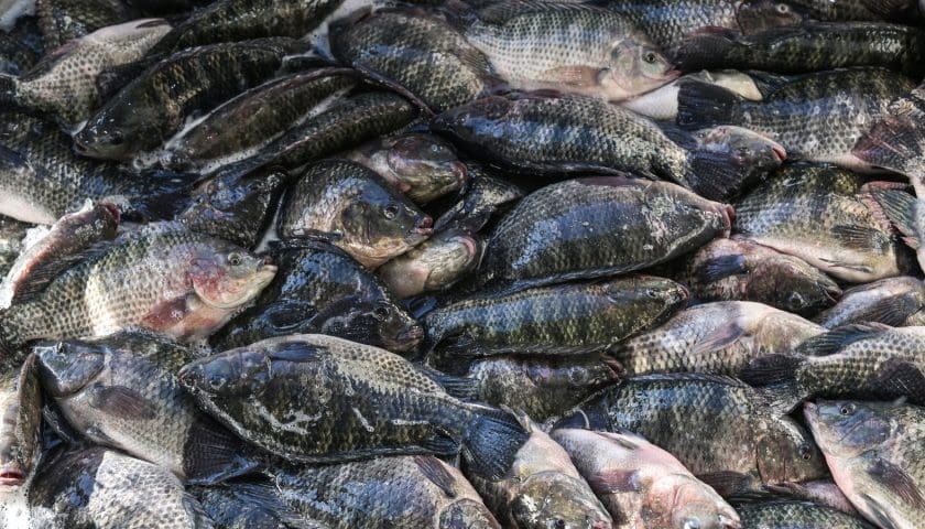Thumbnail for Indonesia expands Nile tilapia production as exports to US, Europe rise