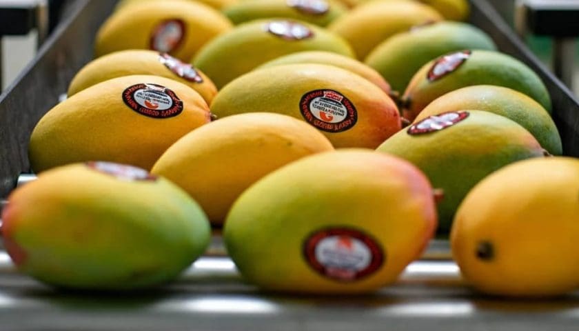 Thumbnail for Shipping crisis stalls Indian mango exports to West Asia as freight costs triple 