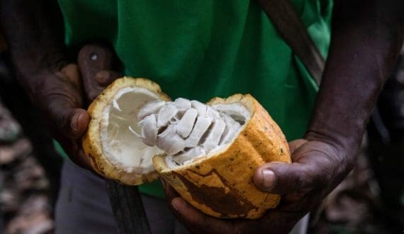 Thumbnail for Sun World launches global mango program with Blyde Late variety extending season