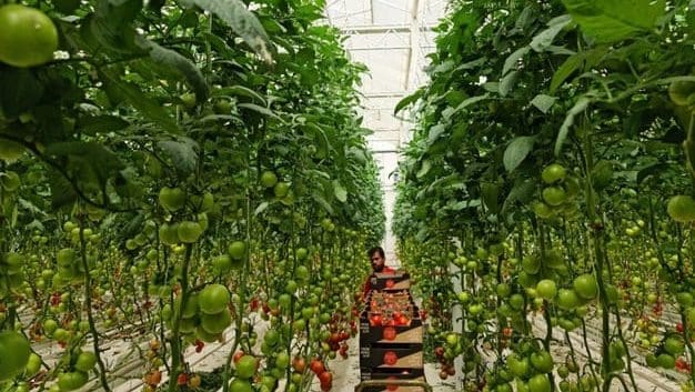 Thumbnail for Saudi grower Dava Agricultural announces Taif mega-project targets 1,000 tons daily by 2030