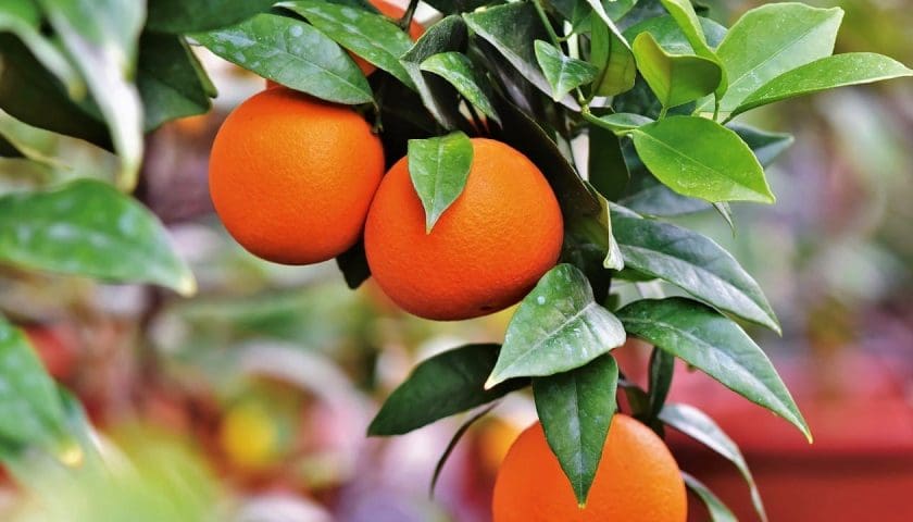 Thumbnail for Egypt enters new Latin American markets for oranges, grapes, strawberry seedlings