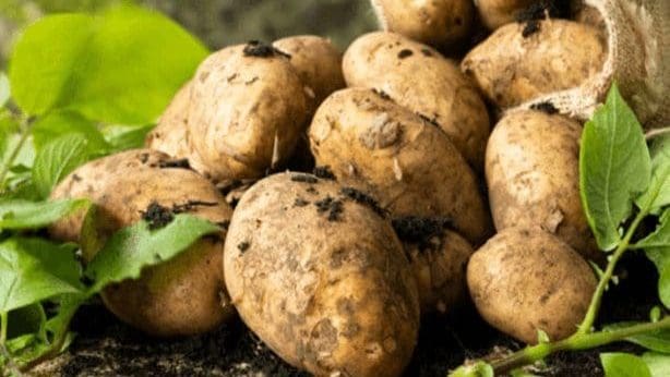 Thumbnail for Ethiopian potato sector attracts investment in seed, storage to close yield gap